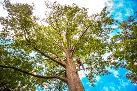 How Our Tree Care Process Works  in  Westmont, CA