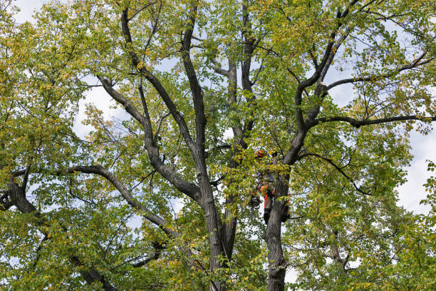 Trusted Westmont, CA Tree Removal Services Experts